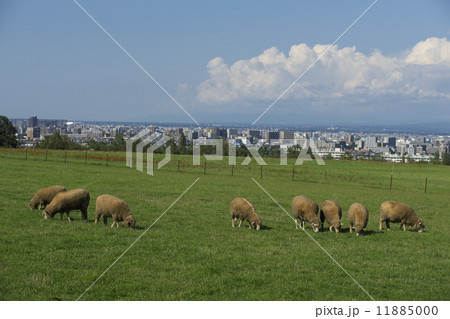 観光名所の羊が丘展望台 観光名所の羊が丘展望台 11885000