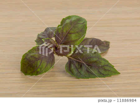 Basil leaves 11886984