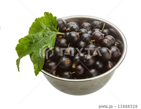 Black currant Black currant 11888328