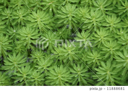 オオフサモ 11888681