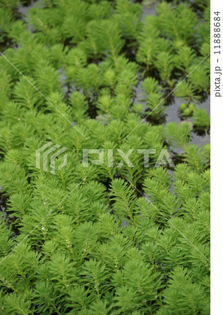 オオフサモ オオフサモ 11888684