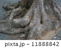根 11888842