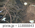 めだか 11888843