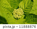 アジサイの実 11888876