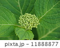 アジサイの実 11888877