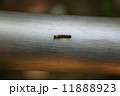 毛虫 11888923