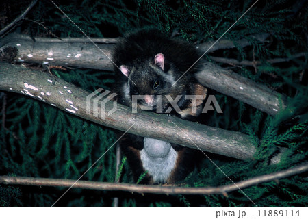 ムササビ 11889114