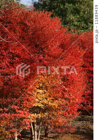 灯台躑躅　ドウダンツツジの紅葉です。 11889439