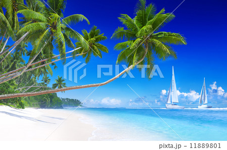 Sailboats on beach and palm tree Sailboats on beach and palm tree 11889801