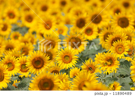 ヒマワリ畑 ヒマワリ畑 11890489