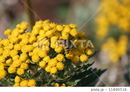 金毛腹長土蜂と磯菊 11890516