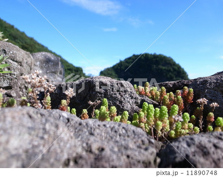 タイトゴメ 11890748