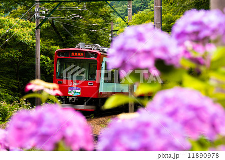 箱根登山鉄道・あじさい電車 11890978