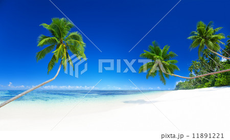 Palm Trees on Tropical Beach Palm Trees on Tropical Beach 11891221