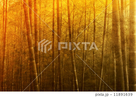 Bamboo Forest With Sunset Bamboo Forest With Sunset 11891639