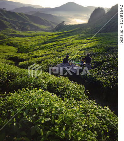 Tea Pickers at Dawn 11891642