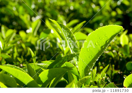 Close up of Fresh Tea Growing on a Plantation 11891730