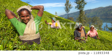 A Group Of Happy Tea Pickers 11893348
