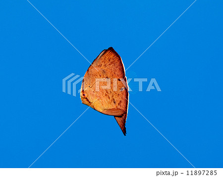 ナンヨウツバメウオの幼魚 11897285