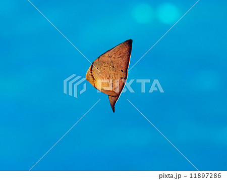 ナンヨウツバメウオの幼魚 11897286