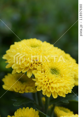 スプレー菊　アイビスサニー 11897680