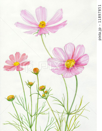 コスモスのイラスト素材 [11897851] - PIXTA