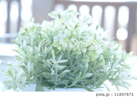 ベビーティアーズ  11897873