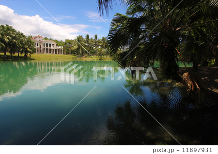 景色のいい 林 森 11897931