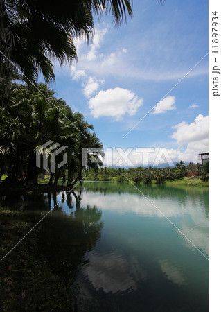 景色のいい 林 森 11897934