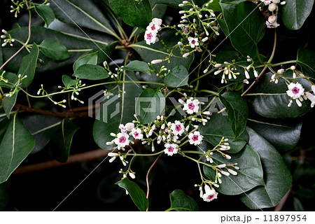 ヘクソカズラ 11897954