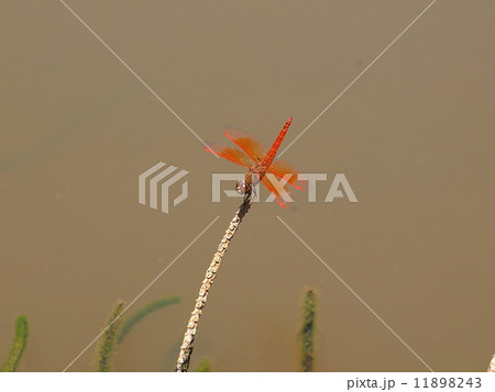 ヒメキトンボ雄 ヒメキトンボ雄 11898243