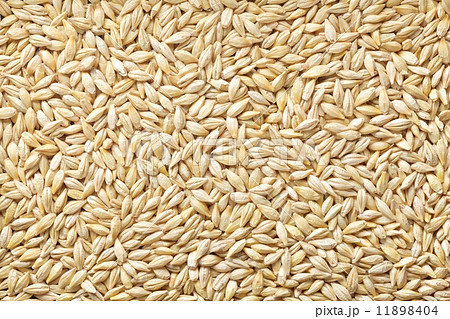 六条大麦（殻付き） 11898404