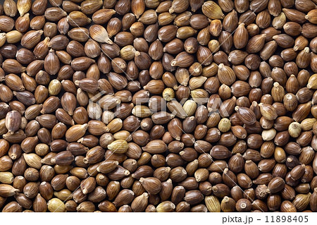 はと麦（殻付き） 11898405