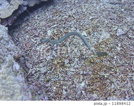 地味な海ヘビ 地味な海ヘビ 11898412
