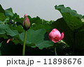 蓮・ハス 11898676
