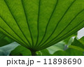 蓮の葉 11898690