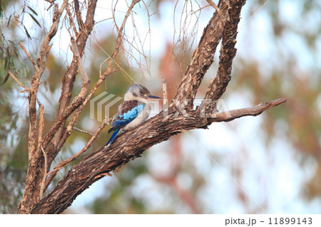 アオバネワライカワセミ 11899143