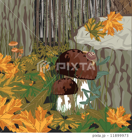 forest with mushrooms 11899973
