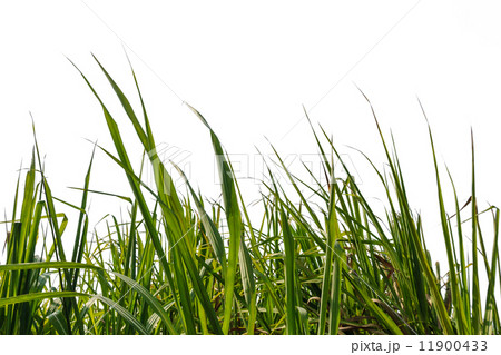 Sugar cane leaf with isolated on a white background Sugar cane leaf with isolated on a white background 11900433