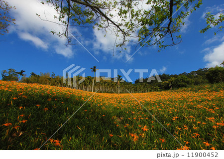 ベクトル ベクター ベクタ 11900452