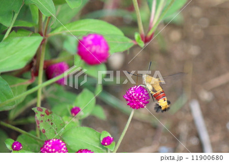 スカシバ 11900680