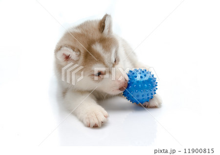 Siberian husky playing with a ball Siberian husky playing with a ball 11900815