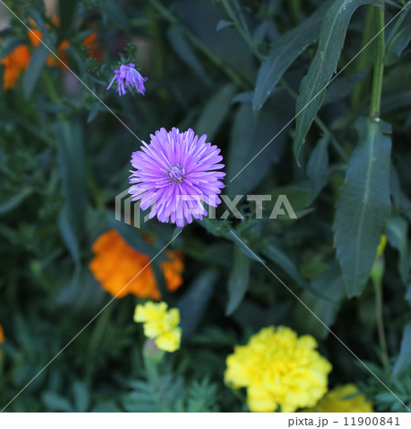 クジャクアスターとマリーゴールド 11900841