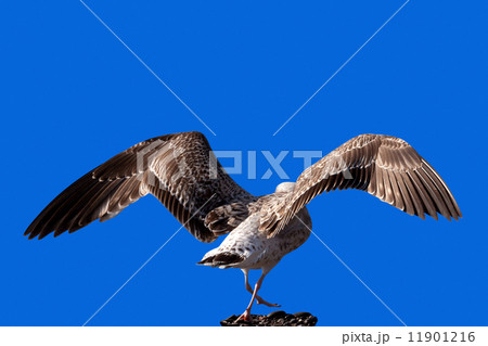 Soaring seagull Soaring seagull 11901216