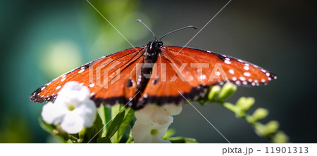 Queen Danaus Gilippus 11901313