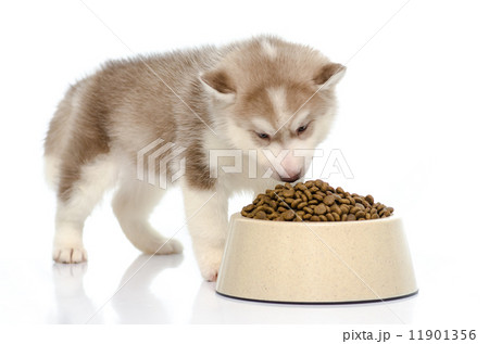 puppy eating food puppy eating food 11901356