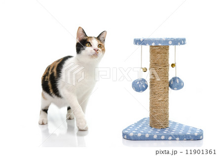 Tri colors cat playing with toy 11901361