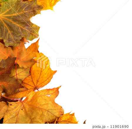 Autumn maple-leafs Autumn maple-leafs 11901690