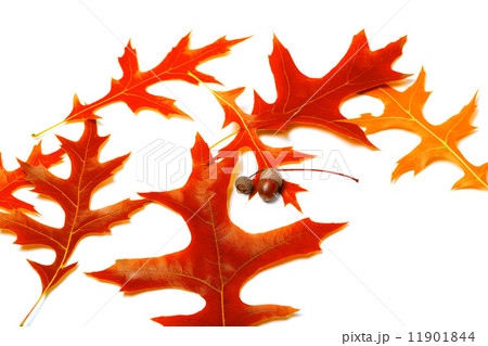 Red autumn leafs of oak and acorns Red autumn leafs of oak and acorns 11901844
