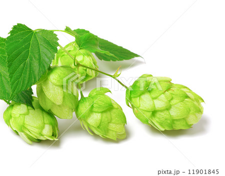Blossoming hop on white background Blossoming hop on white background 11901845